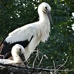 Dom Na Mazurach Pilec